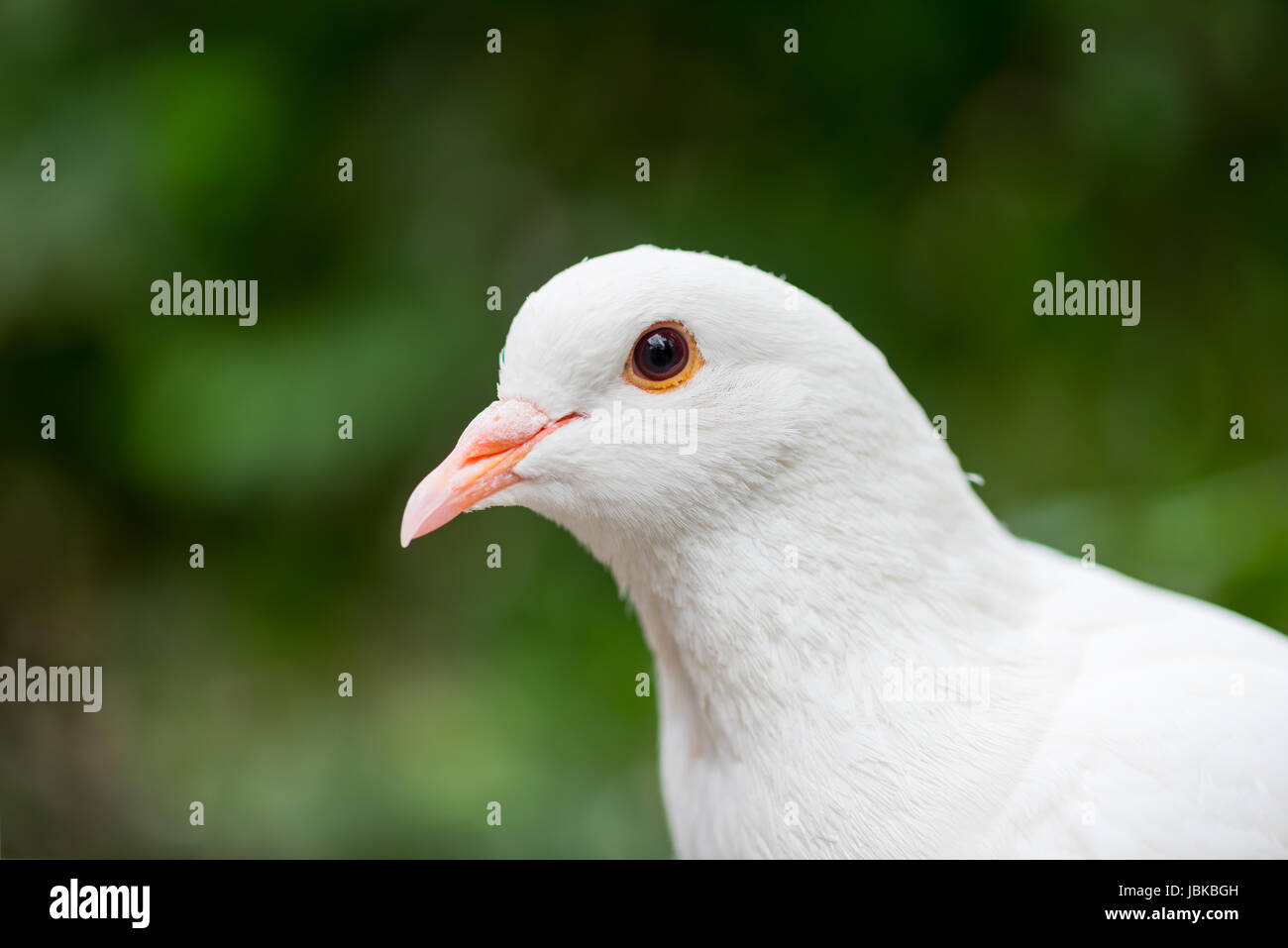 Weiße Taube, Blick in die Kamera vor grünem Hintergrund Stockfoto