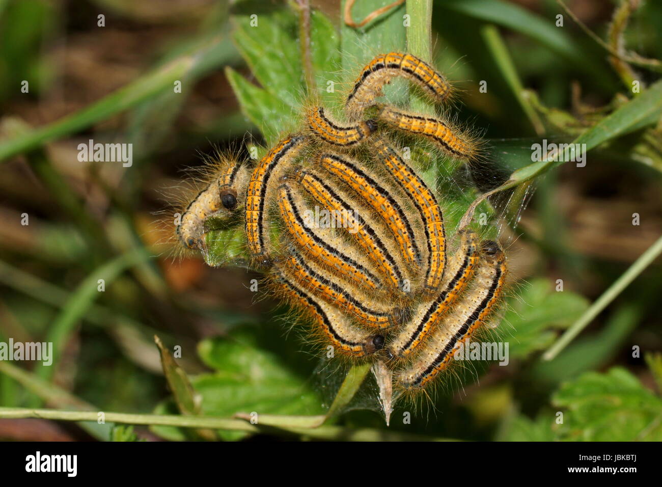 Viele Raupen auf dem Blatt. Malacosoma Castrensis, Boden Lakai Stockfoto