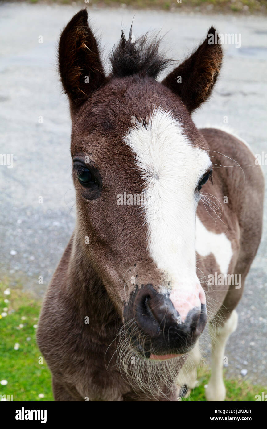 ^piebald Horse Stockfotos und bilder Kaufen Alamy