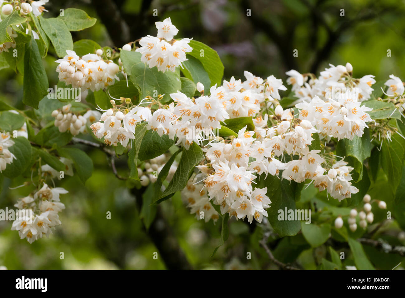Juni Blüten und Blätter des Baumes duftenden Snowbell, Styrax obassia Stockfoto