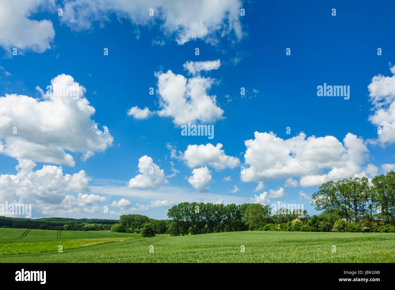 Landschaft mit Bäumen und Wolken am Himmel. Stockfoto