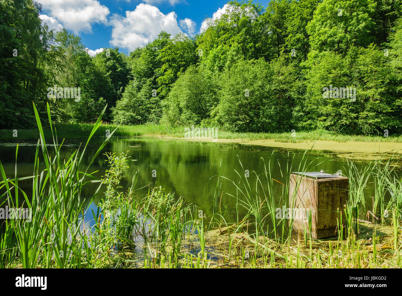 Landschaft mit Bäumen und einem kleinen See. Stockfoto