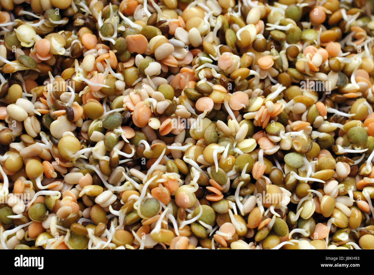 Hintergrund verschiedene organische und gesunde Linsen, grün, braun und orange oder rot Samen keimen und bereit, auf verschiedene Weise zu essen. Stockfoto