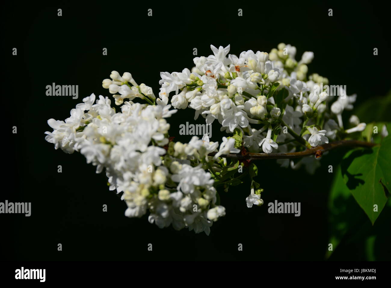 Lila-weiß/violett Stockfoto