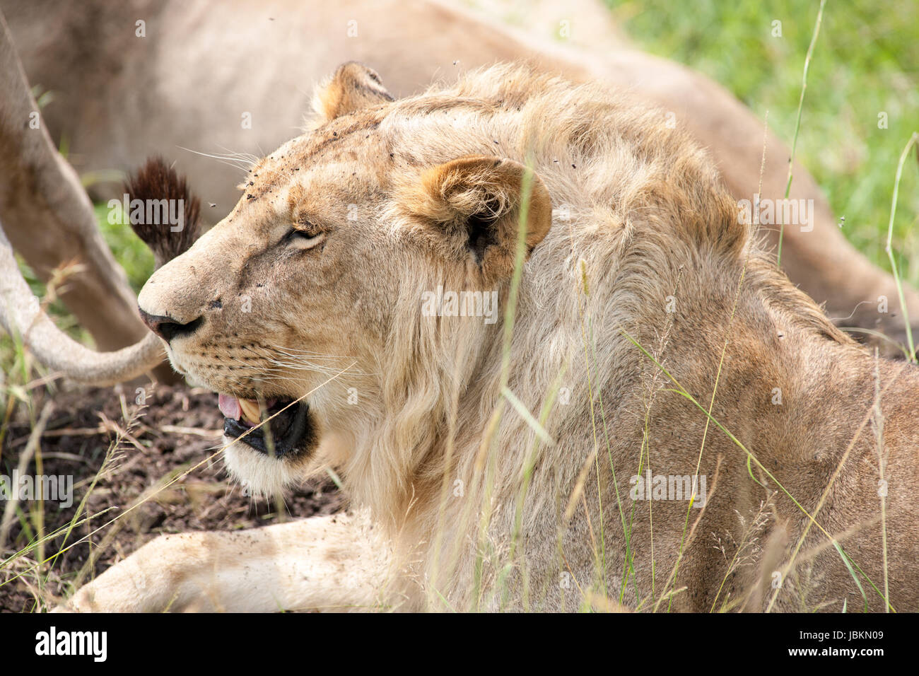 Welches Tier Gilt Als König Der Savanne