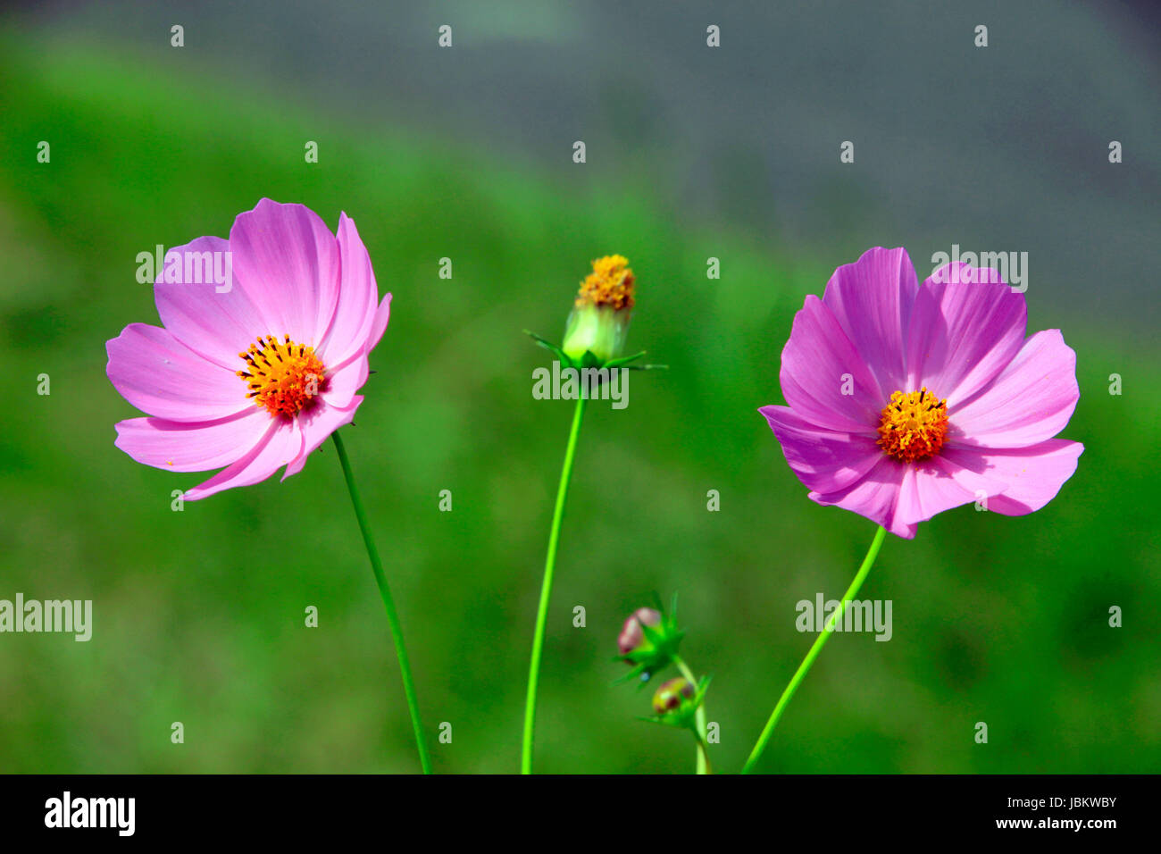 Kosmos in ein Feld Kamogawa Chiba-Japan Stockfoto