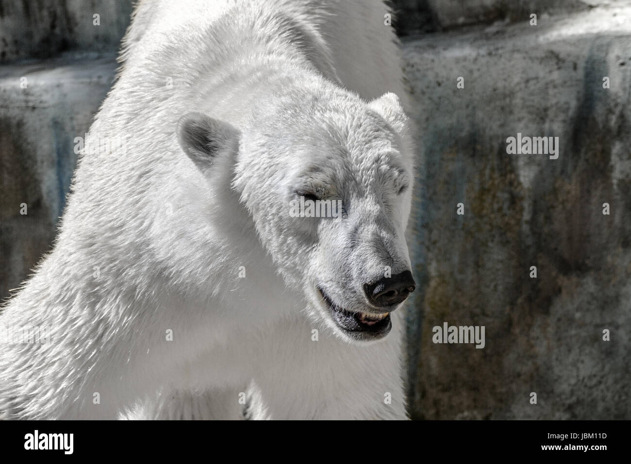 Bild von einem Tier Raubtier große White bear Stockfoto