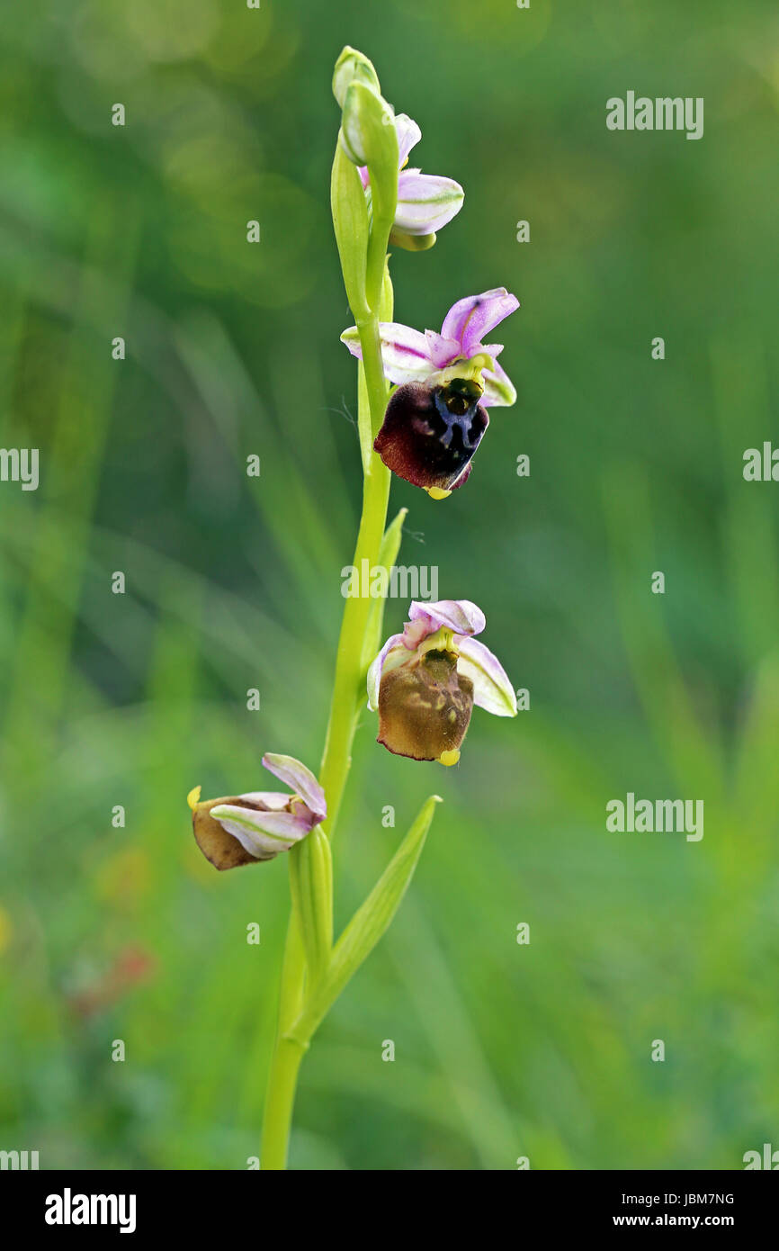 Bumblebee ophrys Holoserica Stockfoto