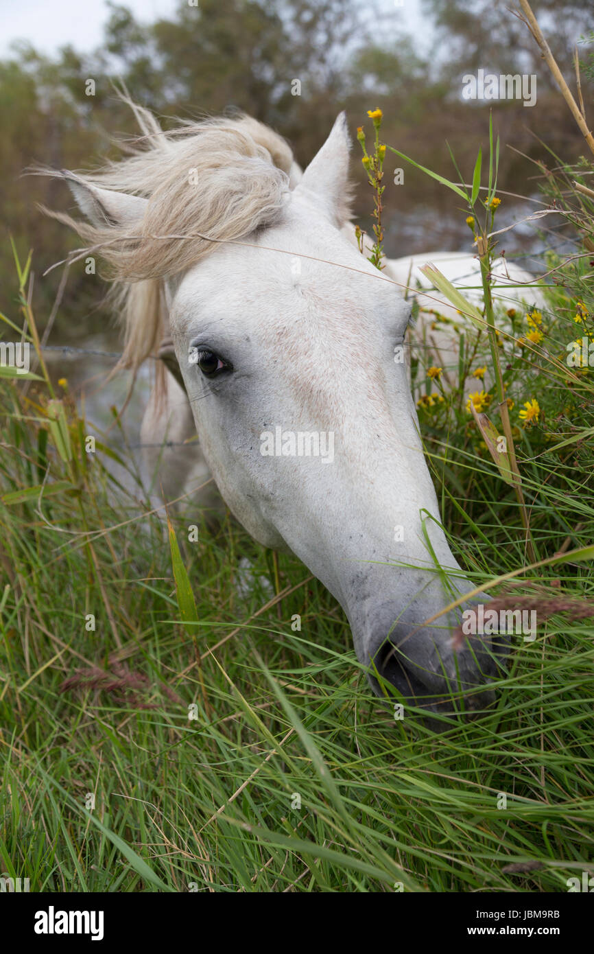 Camargue-Pferd in der Nähe von Saintes-Maries-de-la-Mer, Frankreich Stockfoto