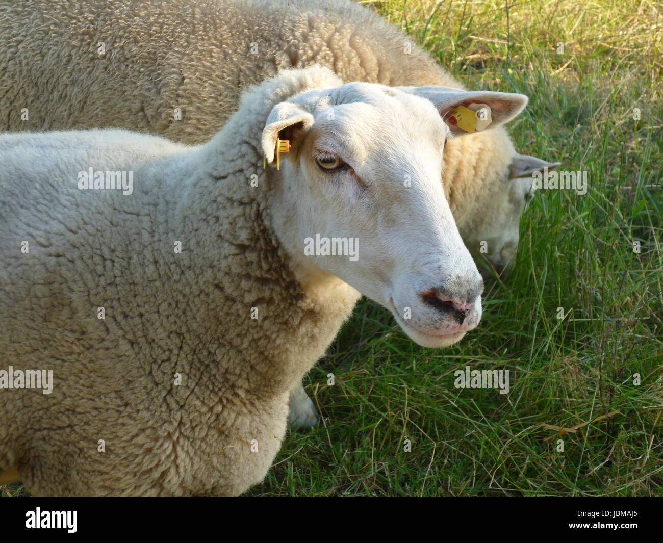 Schafe Porträt Wiese Stockfoto