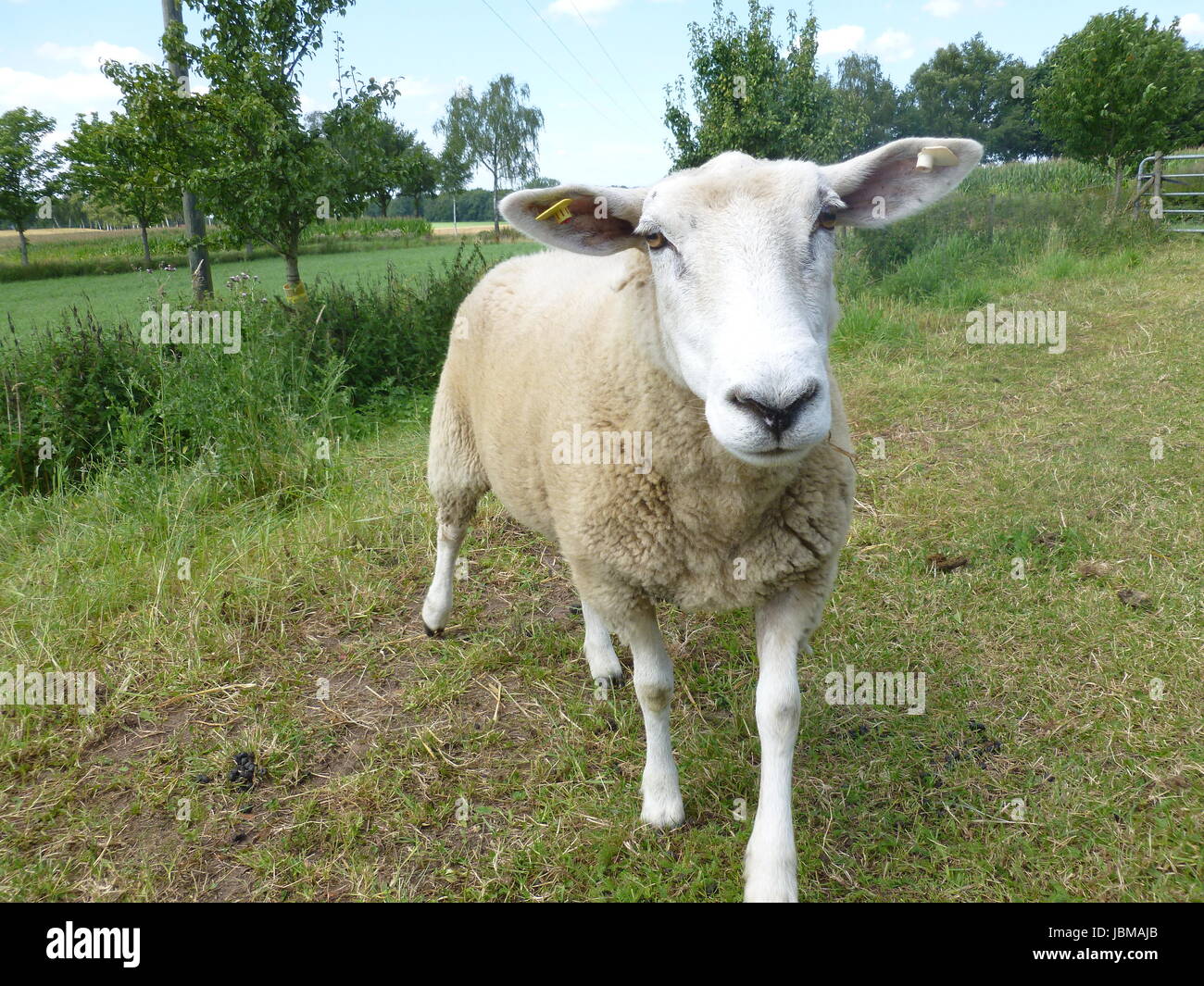 Schafe peeps Stockfoto