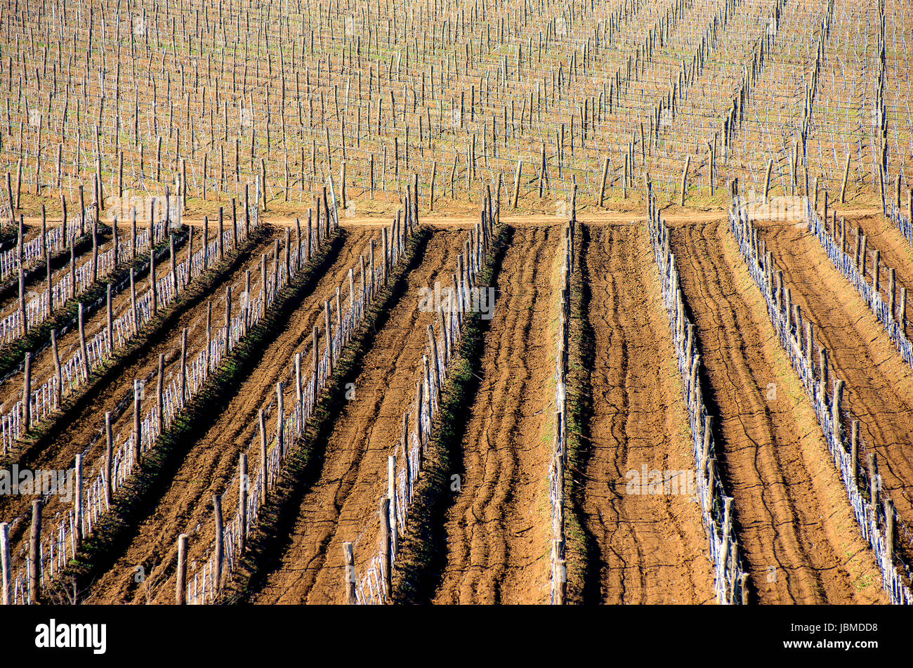 Weinberge mit jungen Reben Stockfoto