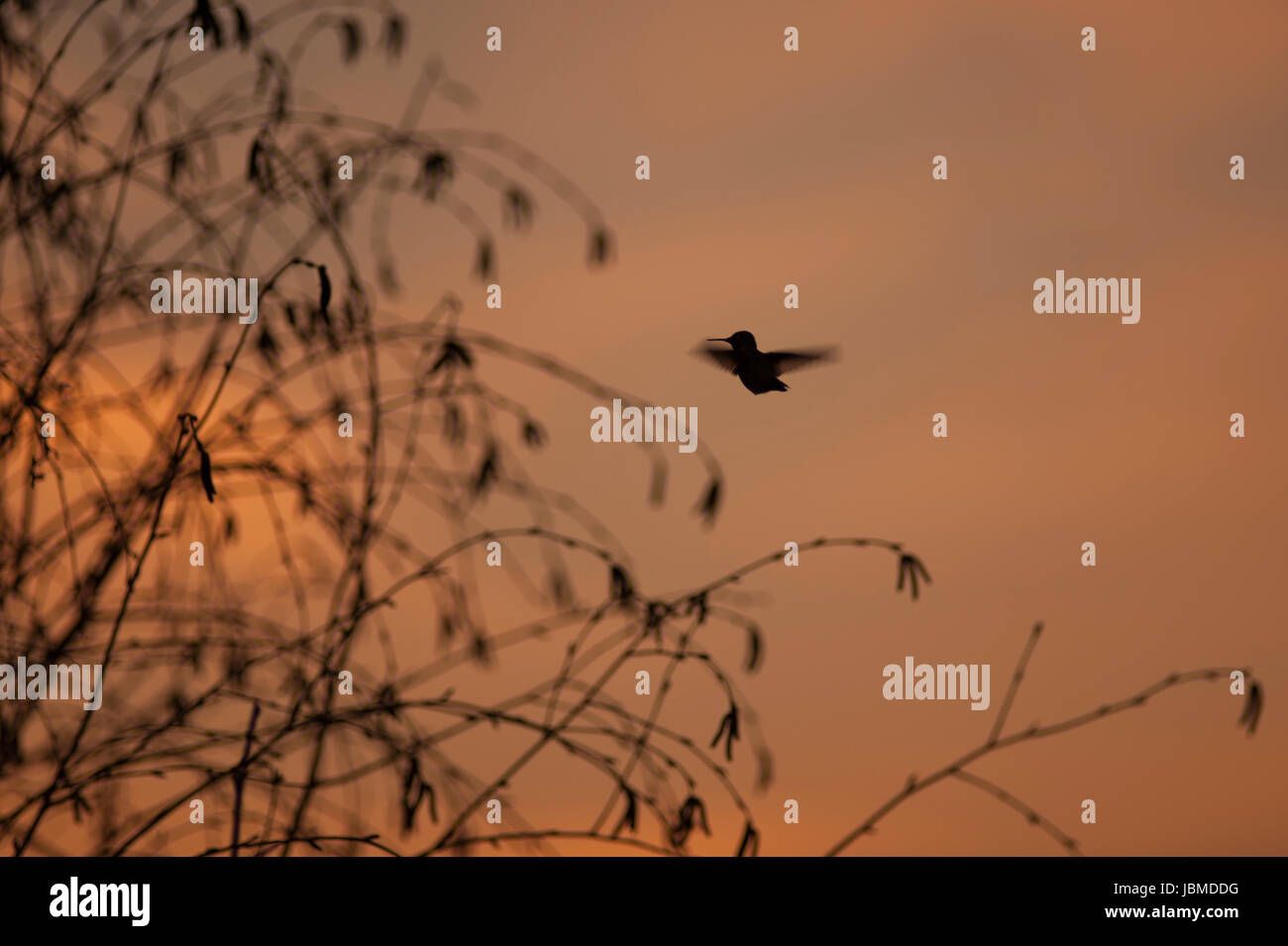 Kolibris fliegen in Richtung einer Birke Silhouette vor einem Sonnenuntergang Himmel Stockfoto