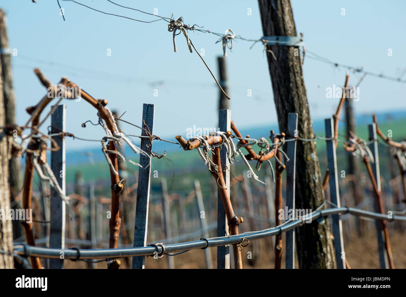 Weinberge mit jungen Reben Stockfoto