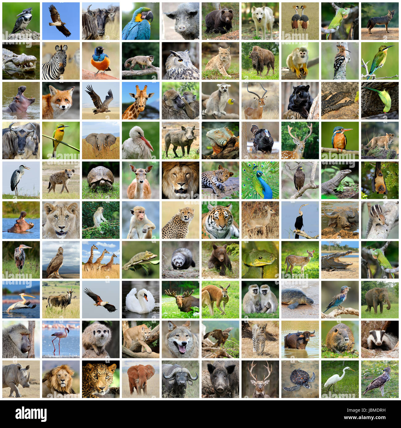 Collage von 100 Fotos von Wildtieren. Tiere und Vögel Stockfoto