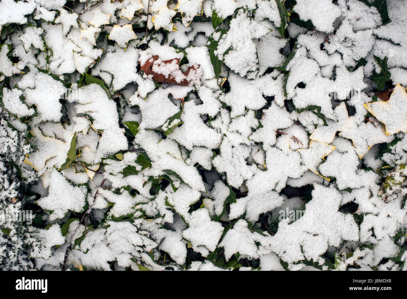 Efeu-Pflanze, die in leichten Abstauben von Schnee bedeckt Stockfoto