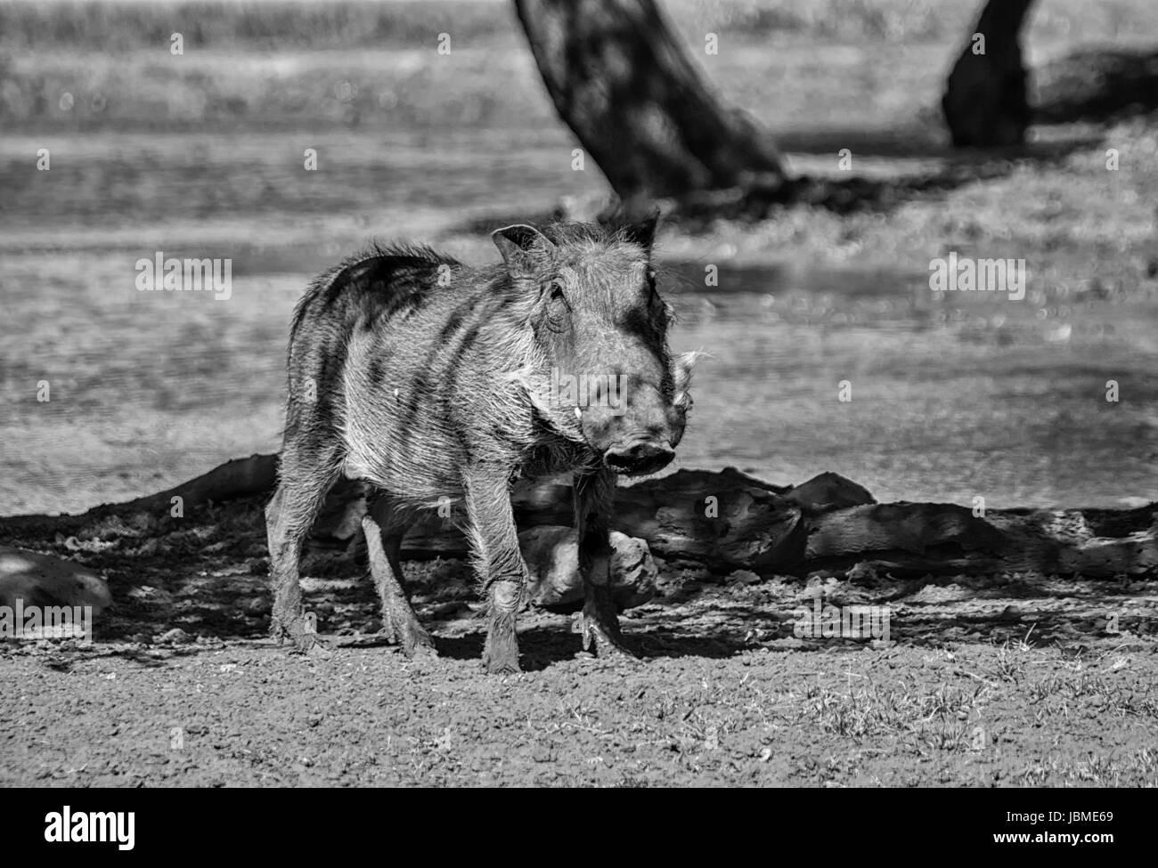 Warzenschwein in südlichen afrikanischen Savanne Stockfoto
