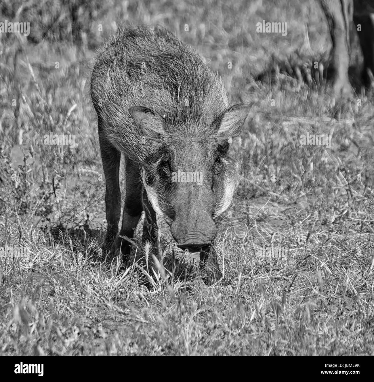 Warzenschwein in südlichen afrikanischen Savanne Stockfoto