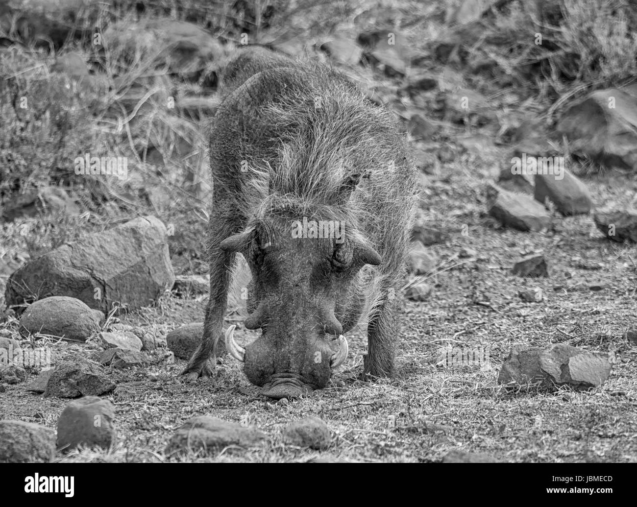 Warzenschwein in südlichen afrikanischen Savanne Stockfoto