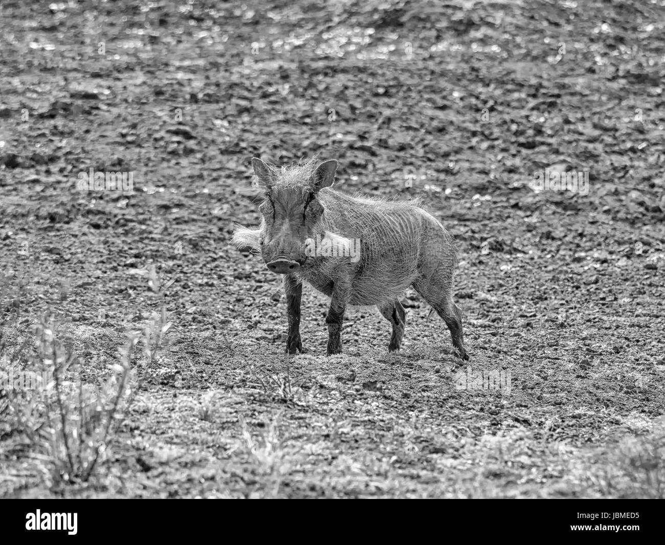 Warzenschwein in südlichen afrikanischen Savanne Stockfoto
