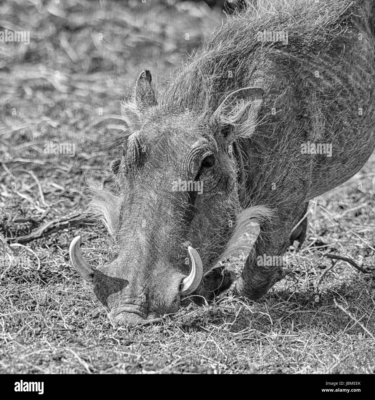 Warzenschwein in südlichen afrikanischen Savanne Stockfoto