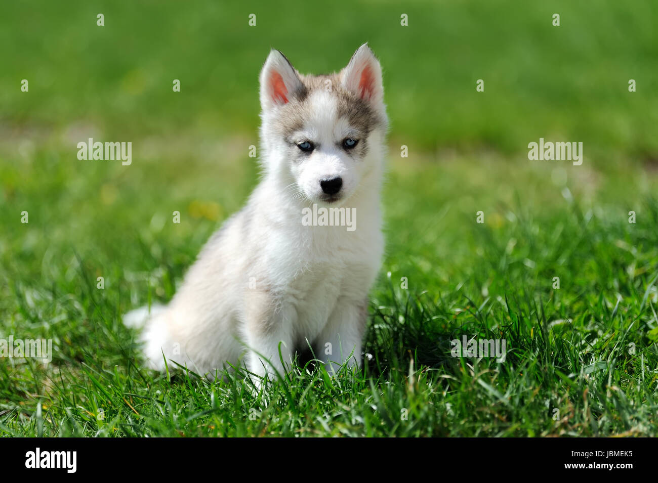 Niedlichen Siberian Husky Welpen in Rasen Stockfoto