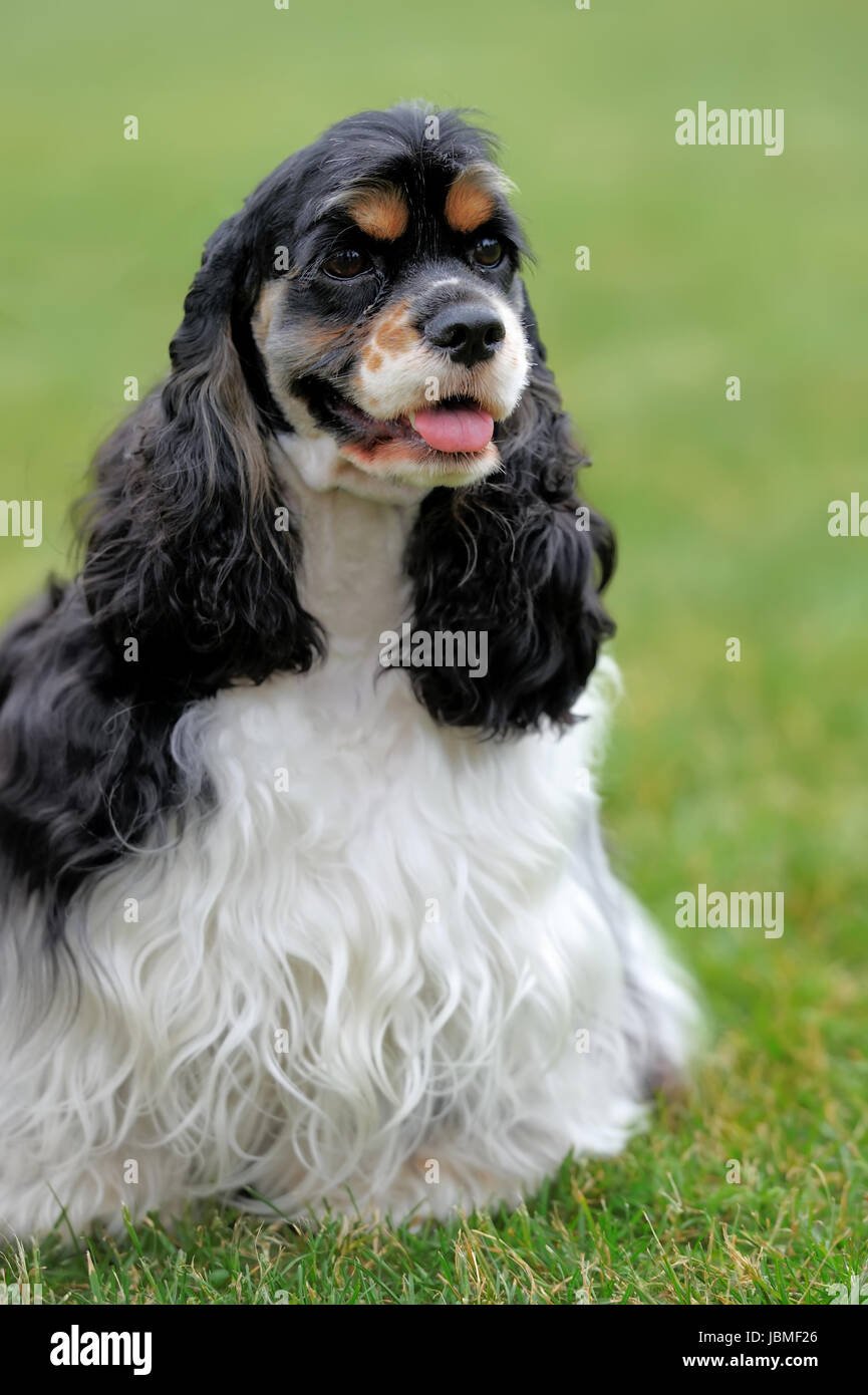 American Cocker Spaniel Hund grünen Sommer Gras Stockfoto