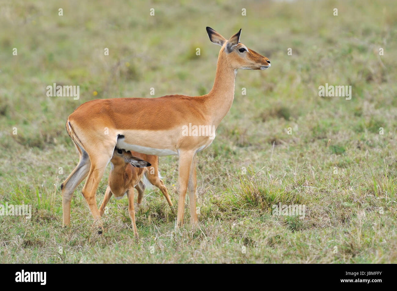 Impala auf Savanne in Afrika, Kenia Stockfoto