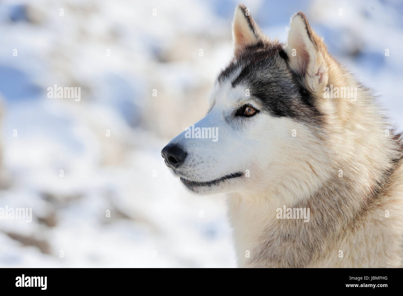 Siberian Husky Hund. Winter-Porträt Stockfoto