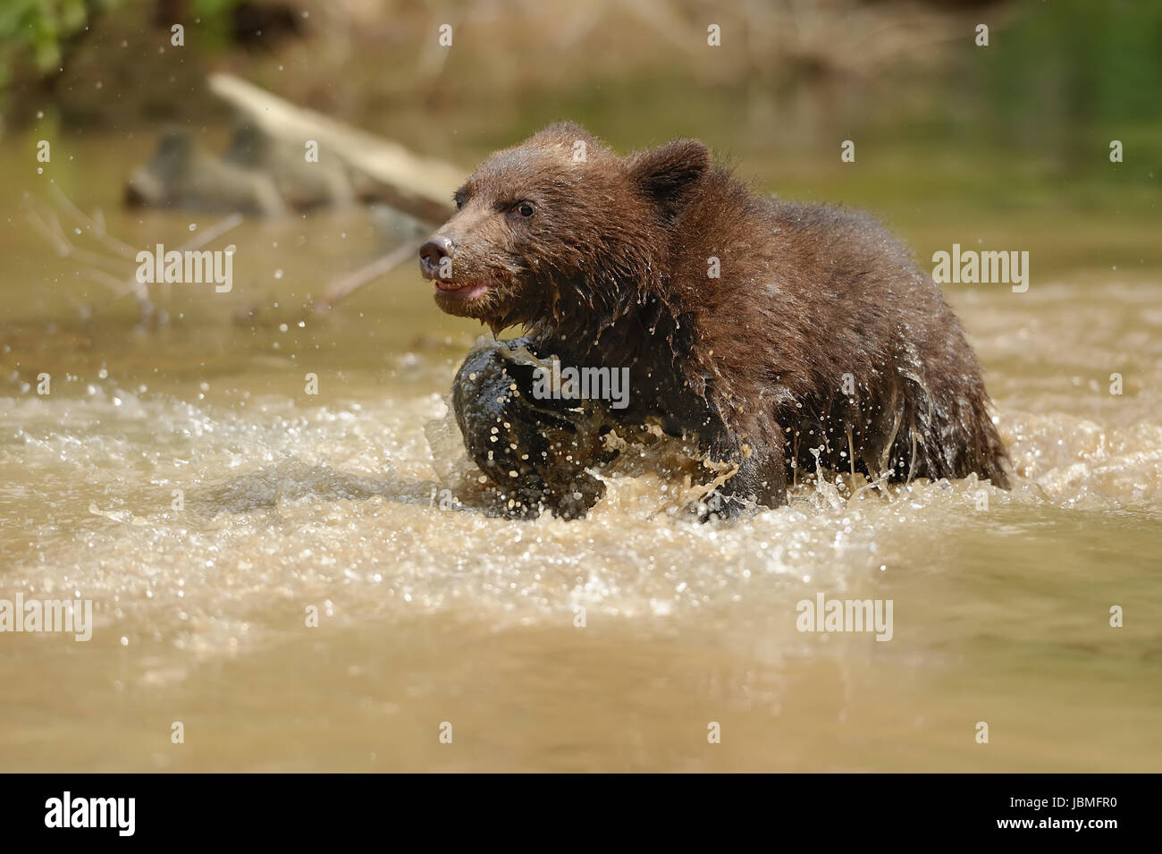 Brown Bear Cub in Wasser Stockfoto