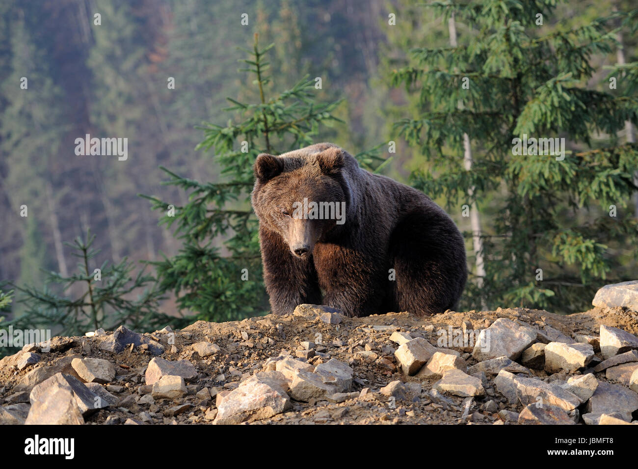 Junge braune Bären in den wilden Wald Stockfoto