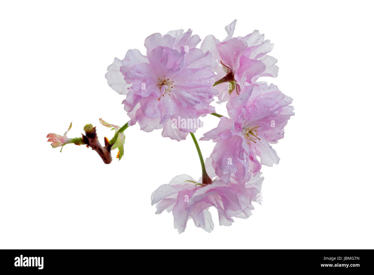 isolierten Zweig der japanischen Kirschblüten Stockfoto