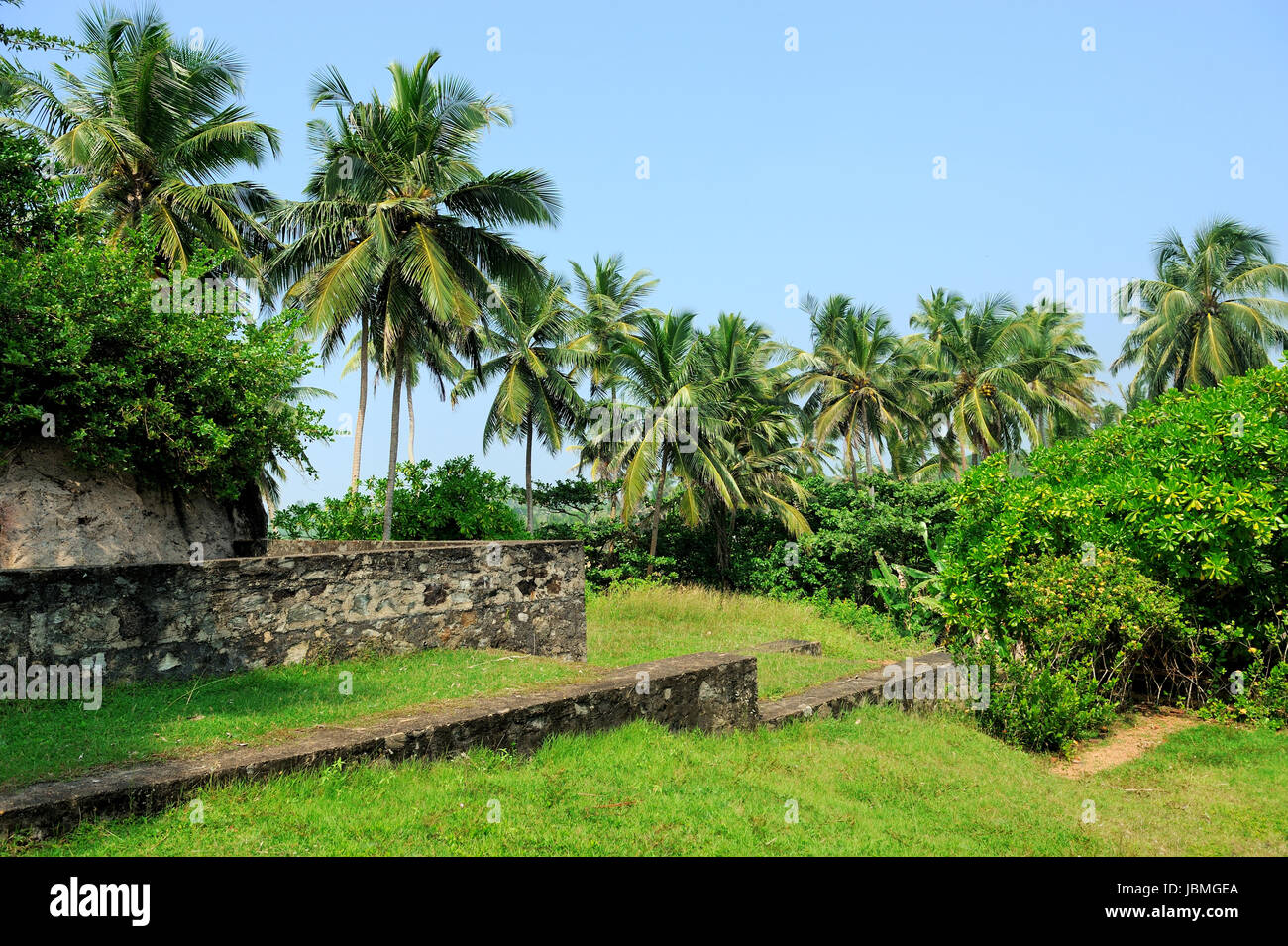 Grüne Palme Kokospalme auf blauen Himmelshintergrund Stockfoto