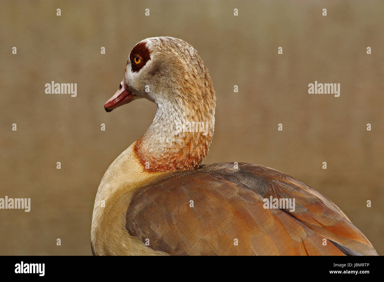 Nilgans (Detail) Stockfoto