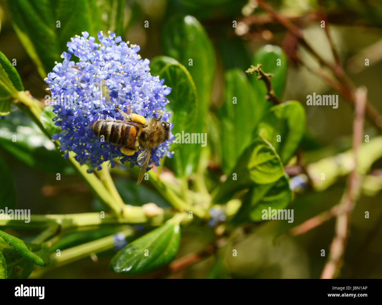 Makro einer Honigbiene erkunden eine blaue Ceanothus Blütenstand mit voller Pollen-Körbe Stockfoto