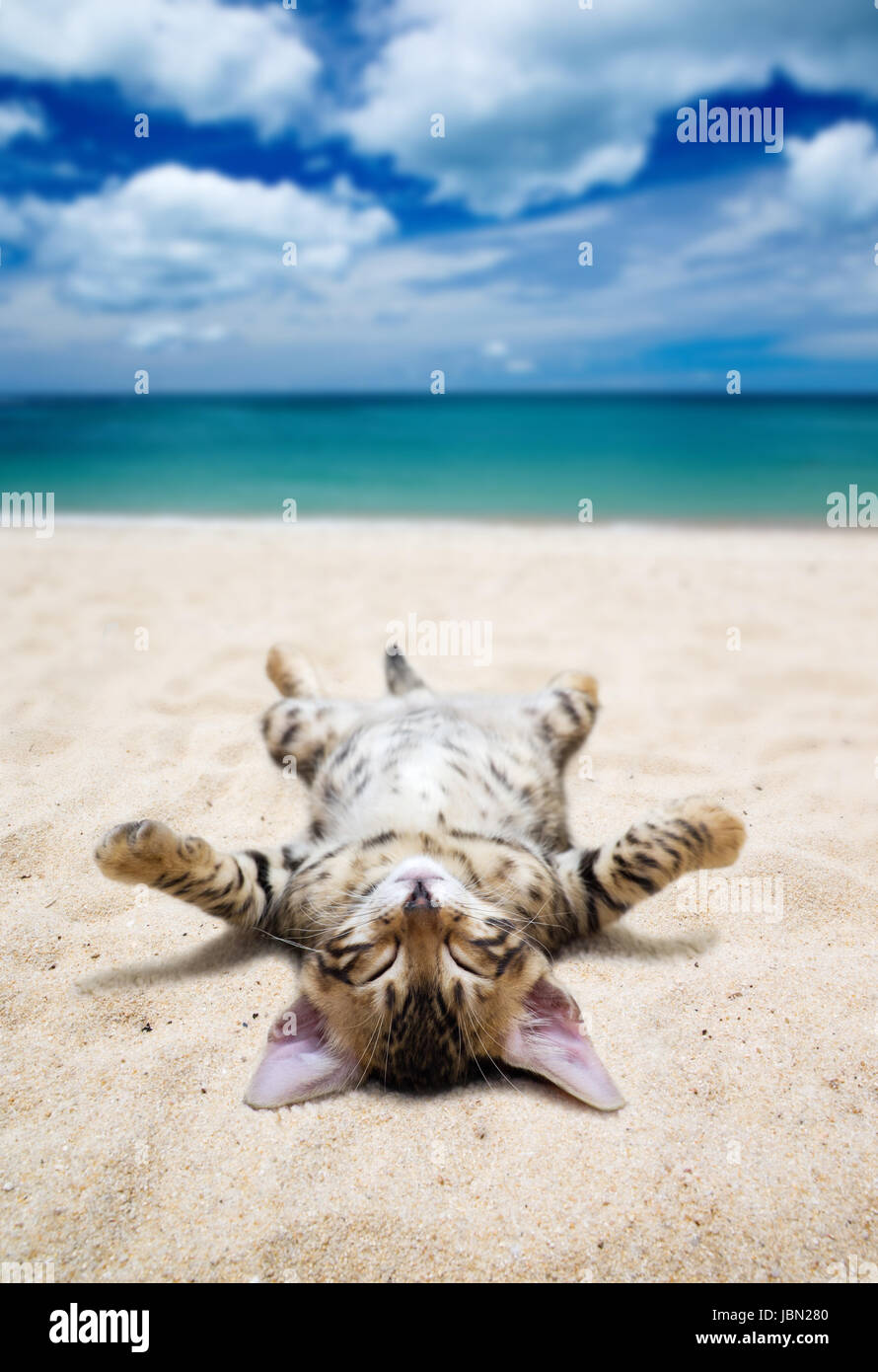 Katze auf Strand und blauer Himmel Stockfoto