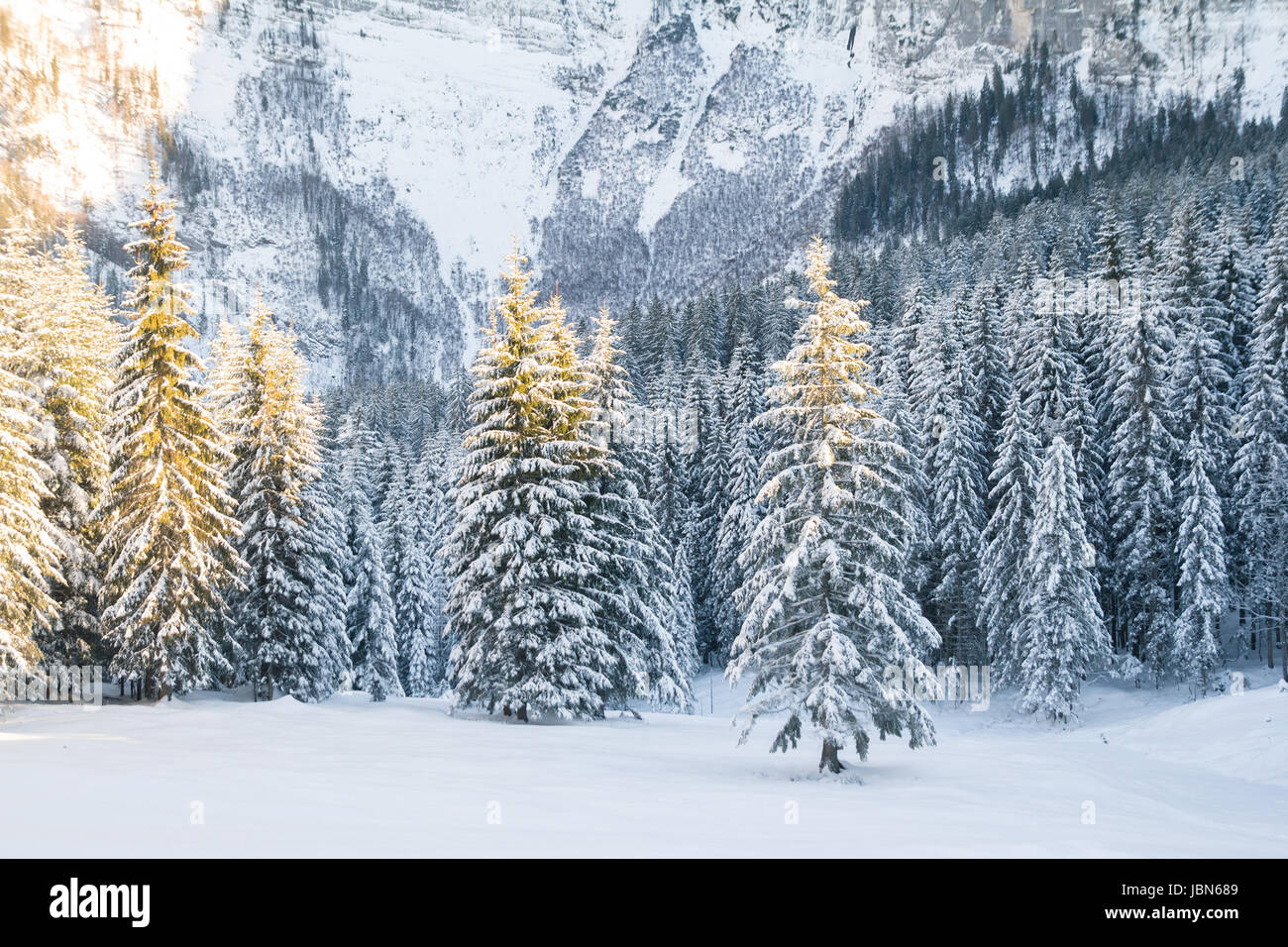 schönen Winter schneebedeckten Wald Stockfoto