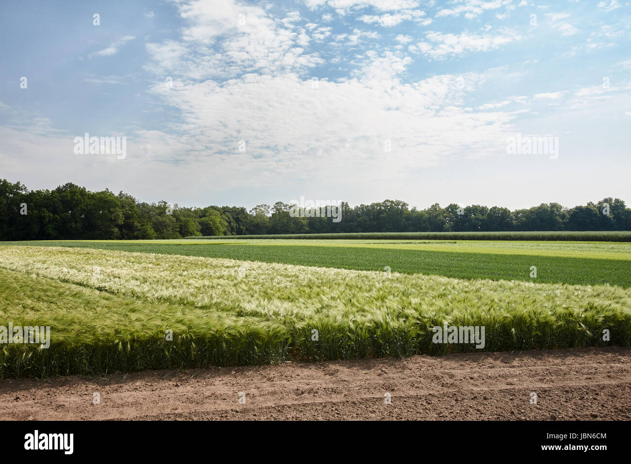 Grüne Flends der verschiedenen Getreidepflanzen Stockfoto