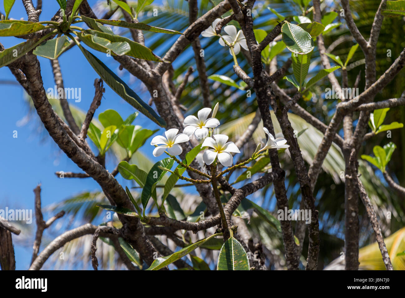Frangipani Im Frühling ein Einem Ast Vor Blauem Himmel Stockfoto