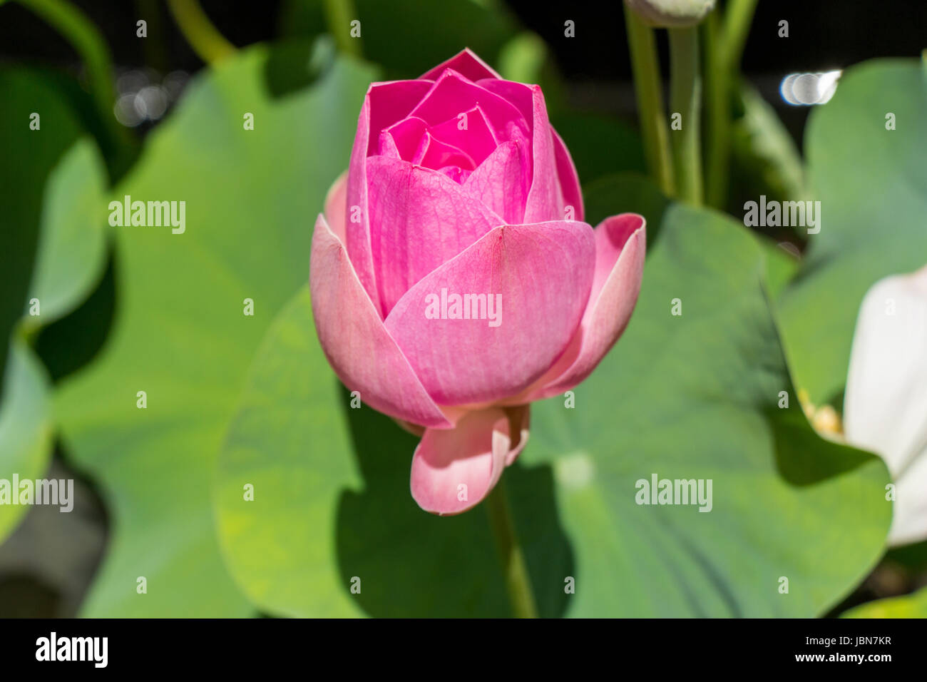 Schöne Seerosenblüte Wasserlilie in Einem Gitarrenpoet als Nahaufnahme Stockfoto