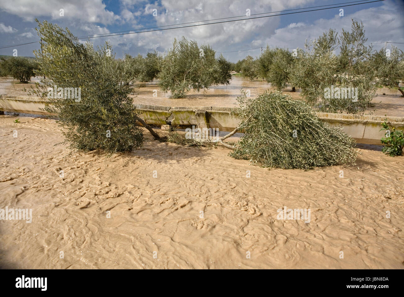 Anbau von Olivenbäumen, von heftigen Regenfällen überflutet ökologische Katastrophe ändern Klima auf dem Planeten, Spanien Stockfoto