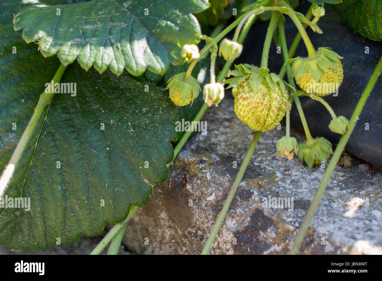 grüne Erdbeeren wachsen Stockfoto