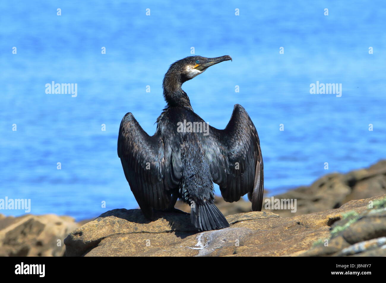 Schwarzer seevogel Fotos und Bildmaterial in hoher Auflösung Alamy