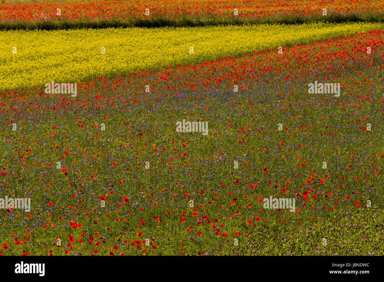 Mohn und Linsensuppe Blüten - Felder von blühenden Mohn und Linsen verschmelzen zum Erstellen von schönen Mustern und platzt der hellen Farbe in Umbrien, Italien Stockfoto