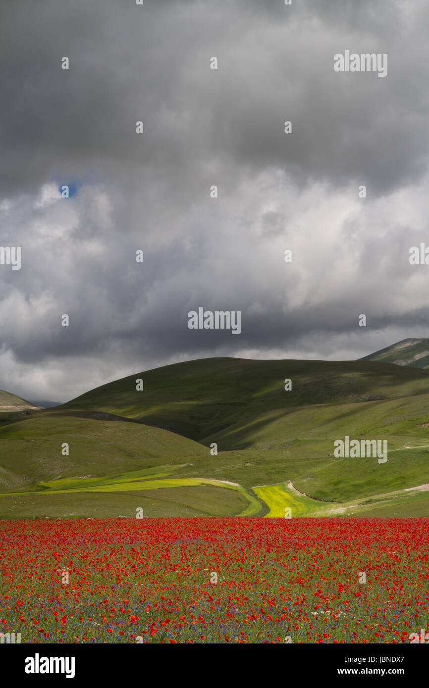 Herrliche Felder des Farbe - dunkle Wolken, sanfte, grüne Hügel und Berge sind in der Sonne und Schatten getaucht.  Lebendige blühender Mohn unten. Stockfoto