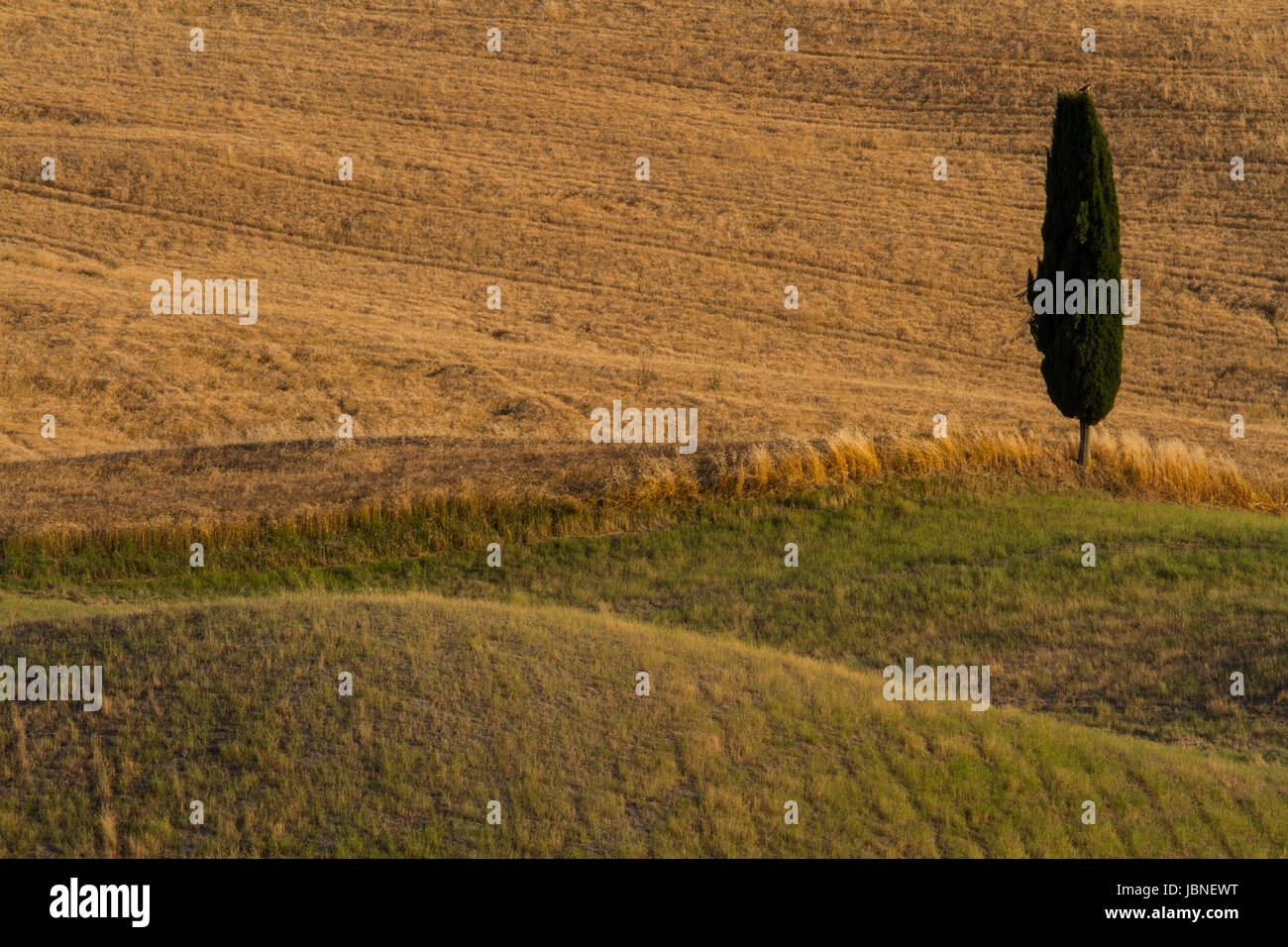 Lone Cypress - A einzelne Zypresse Baumbestand-alone in den hügeligen Bereichen grün und goldbraun sind. Stockfoto