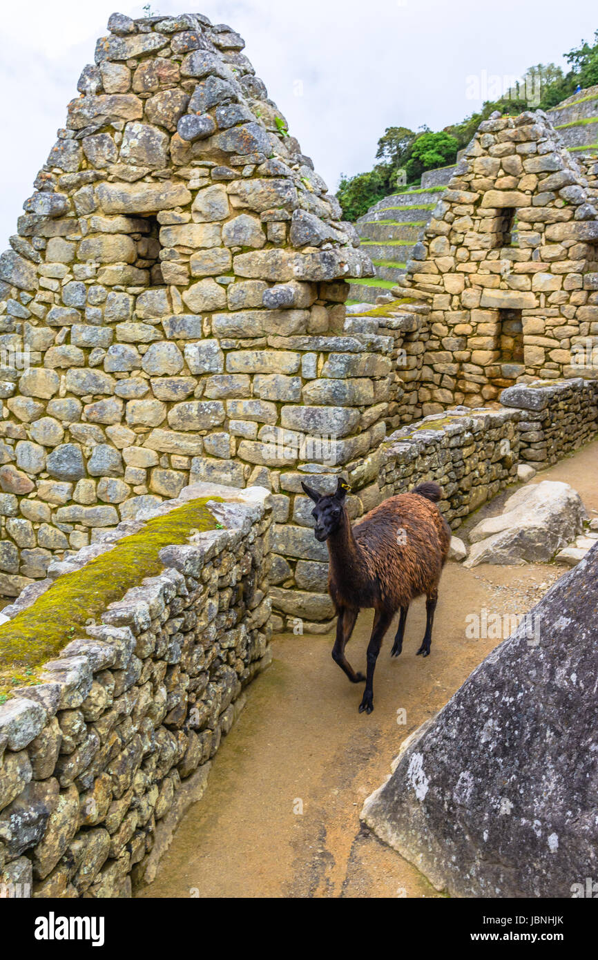 Lama Beweidung in Machu Picchu - Inka Ruinen in Anden Region Cuzco Stockfoto