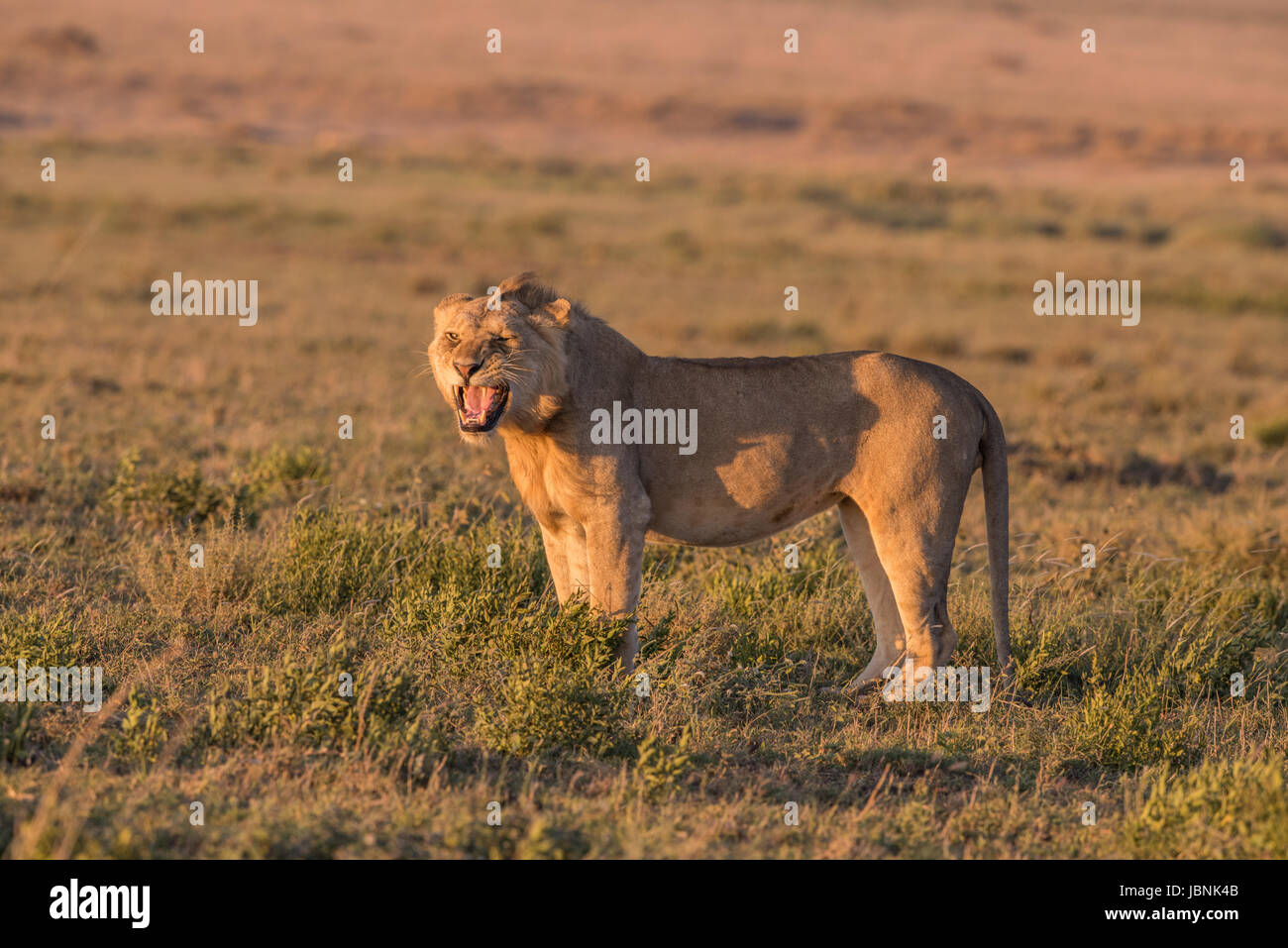 Männlicher Löwe, Serengeti Nationalpark, Tansania Stockfoto