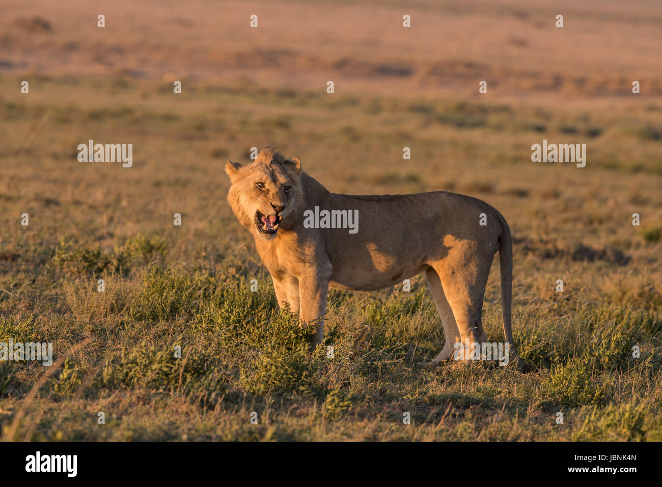 Männlicher Löwe, Serengeti Nationalpark, Tansania Stockfoto