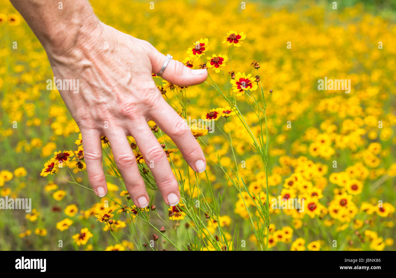 Horizontale Foto von einer Reifen kaukasischen Frau Handrücken Zähneputzen hellen gelbe und rote Wildblumen in einem Feld der gleichen Wildblumen Stockfoto